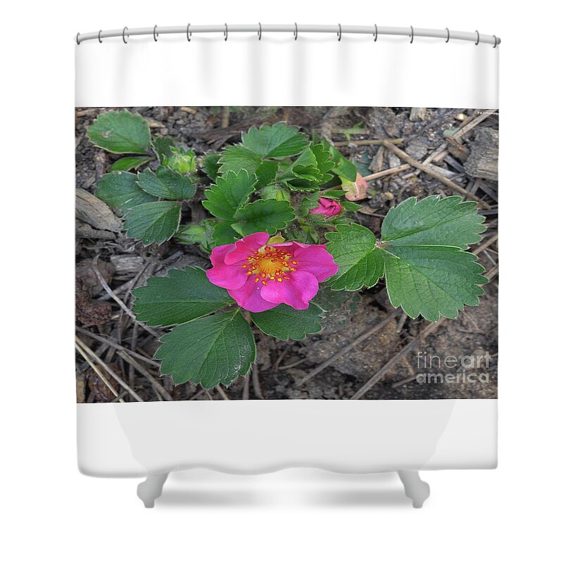 Spring Shower Curtain featuring the photograph Strawberry Flower by PROMedias US