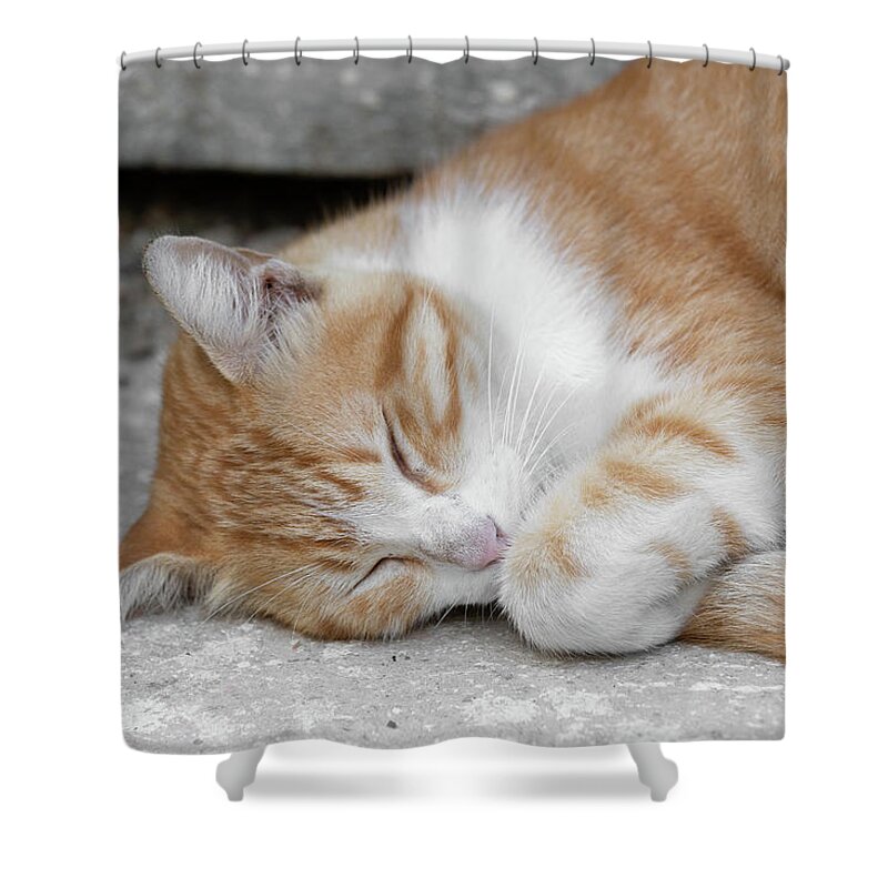 Cat Shower Curtain featuring the photograph Stray Cat by Katie Dobies