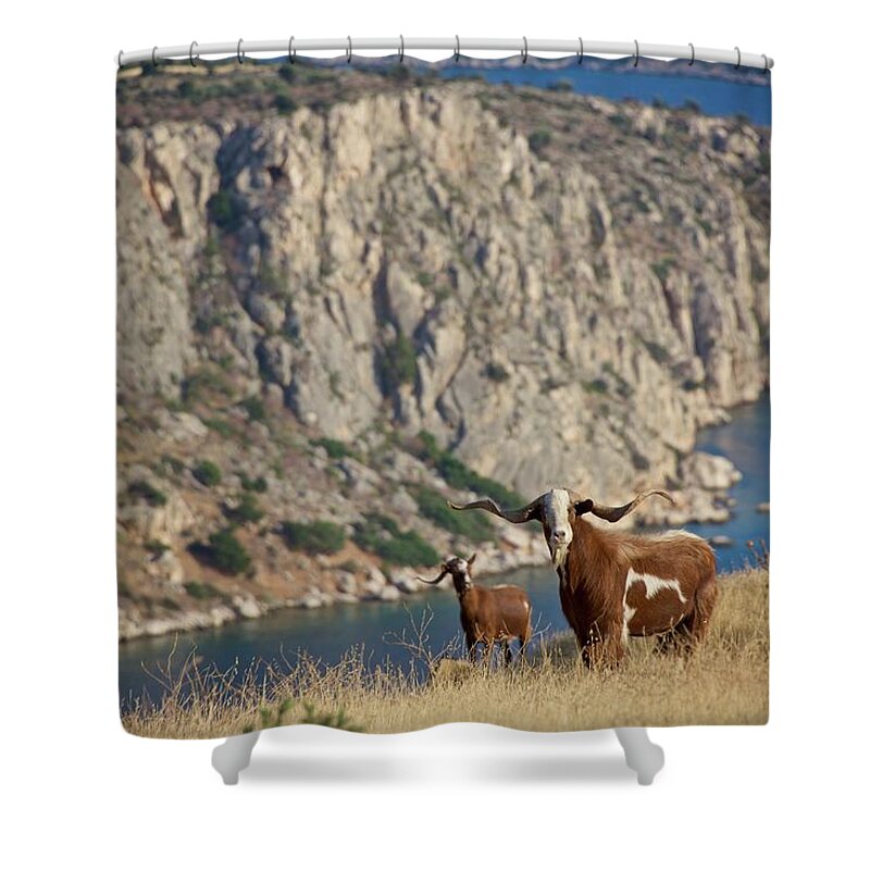 Boeotia Shower Curtain featuring the photograph Stray goats in Boeotia, Greece by Sean Hannon
