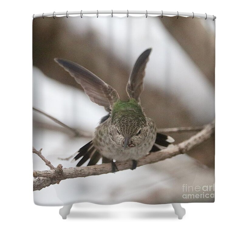 Stretching Hummingbird Shower Curtain featuring the photograph Stretching Hummingbird by Carol Groenen