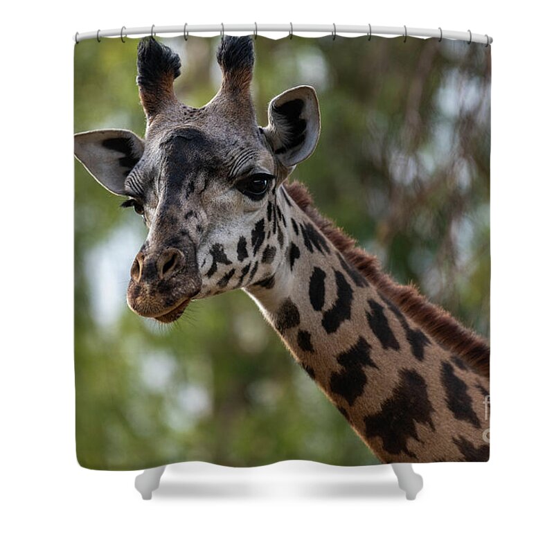 San Diego Zoo Shower Curtain featuring the photograph Stretching My Neck Out for This Photograph by David Levin