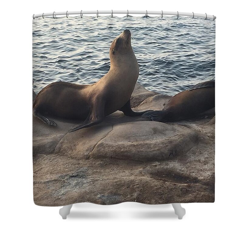 Seal Shower Curtain featuring the photograph Strike a Pose by Lisa White