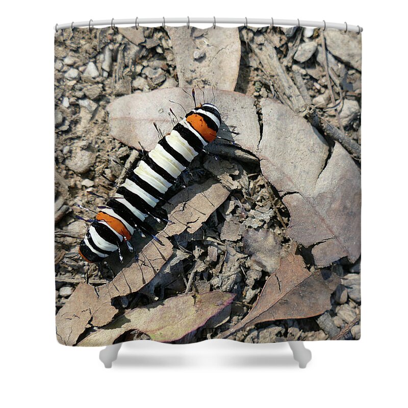 Animals Shower Curtain featuring the photograph Striking Striped Caterpillar by Maryse Jansen