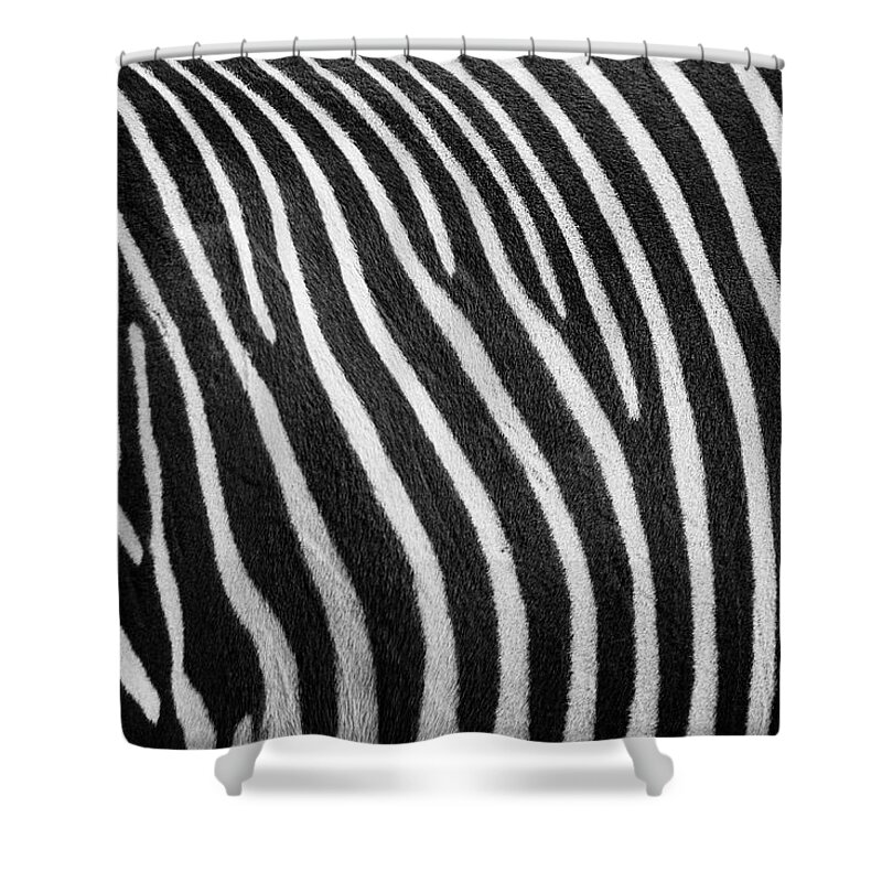 Zoo Boise Shower Curtain featuring the photograph Stripes by Melissa Southern