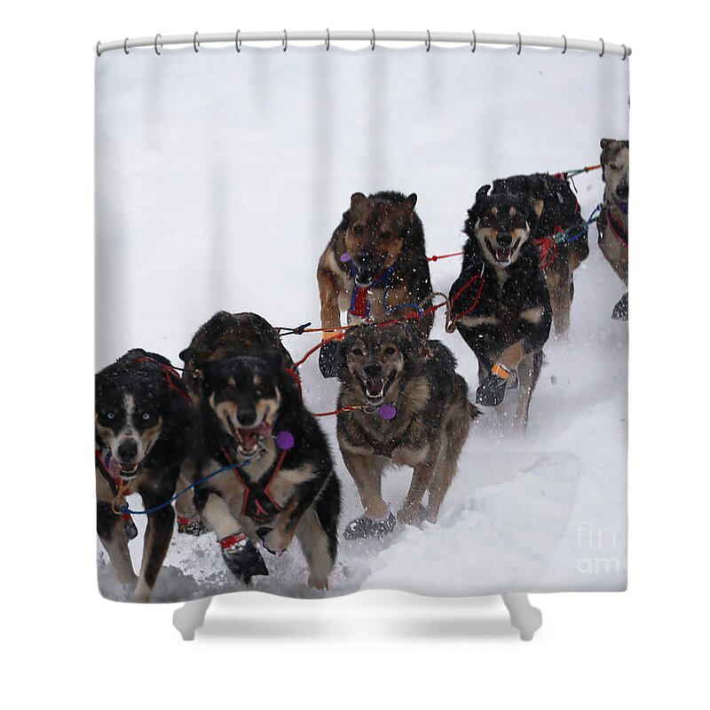 Iditarod Shower Curtain featuring the photograph Strongest Dogs in the World by Doug Gist