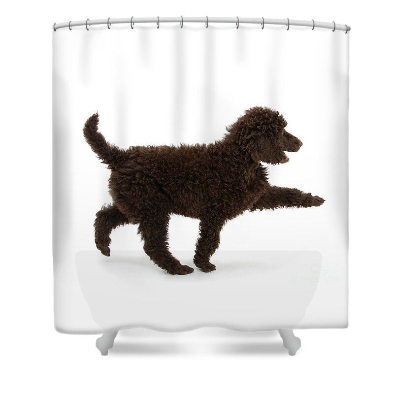 Standard Poodle Shower Curtain featuring the photograph Strutting out Poodle by Warren Photographic