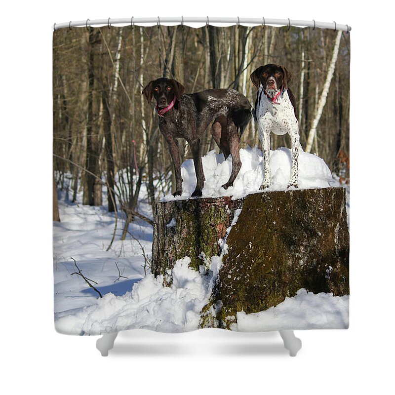 German Shorthair Shower Curtain featuring the photograph Stumped Dogs by Brook Burling