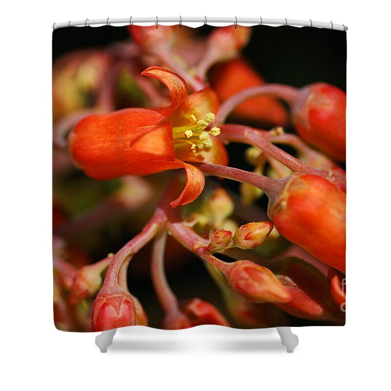 Succulent With Buds Shower Curtain featuring the photograph Succulent Flowers Cotyledon Macrantha by Joy Watson