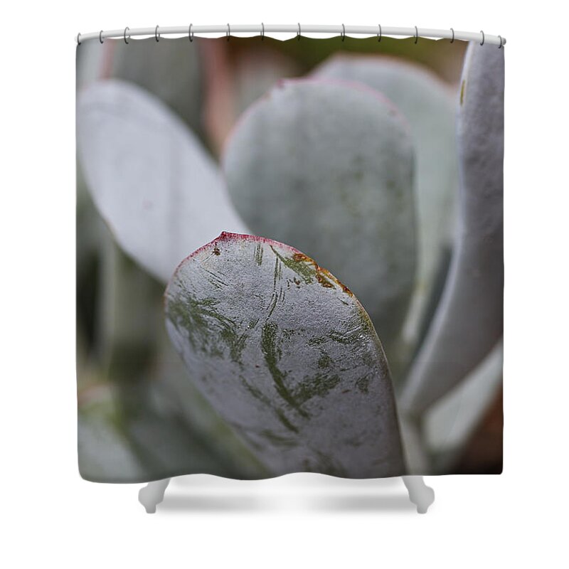 Succulent Lines Shower Curtain featuring the photograph Succulent Lines by Joy Watson