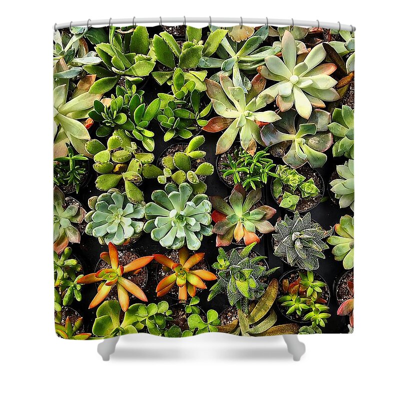  Shower Curtain featuring the photograph Succulent by Stephen Dorton
