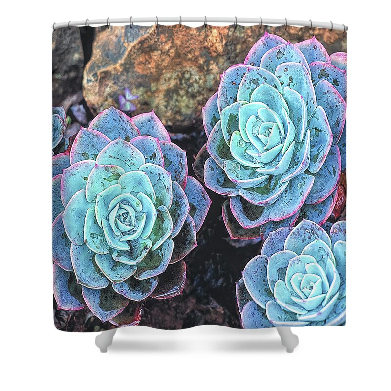 Succulents Shower Curtain featuring the photograph Succulents, Arizona by Don Schimmel