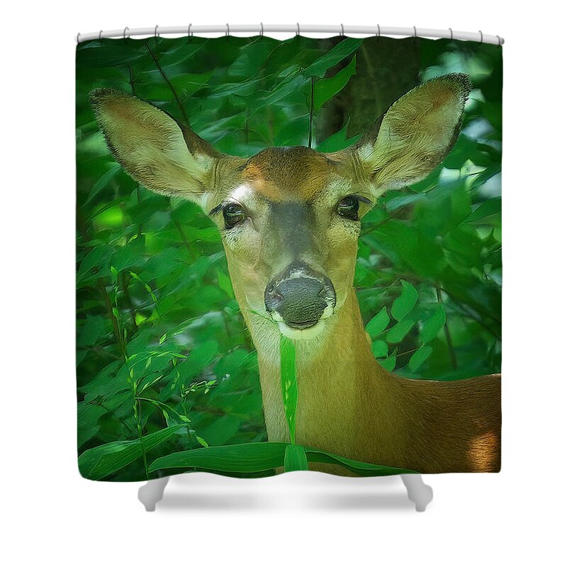 Deer Shower Curtain featuring the photograph Summer Lady by DArcy Evans