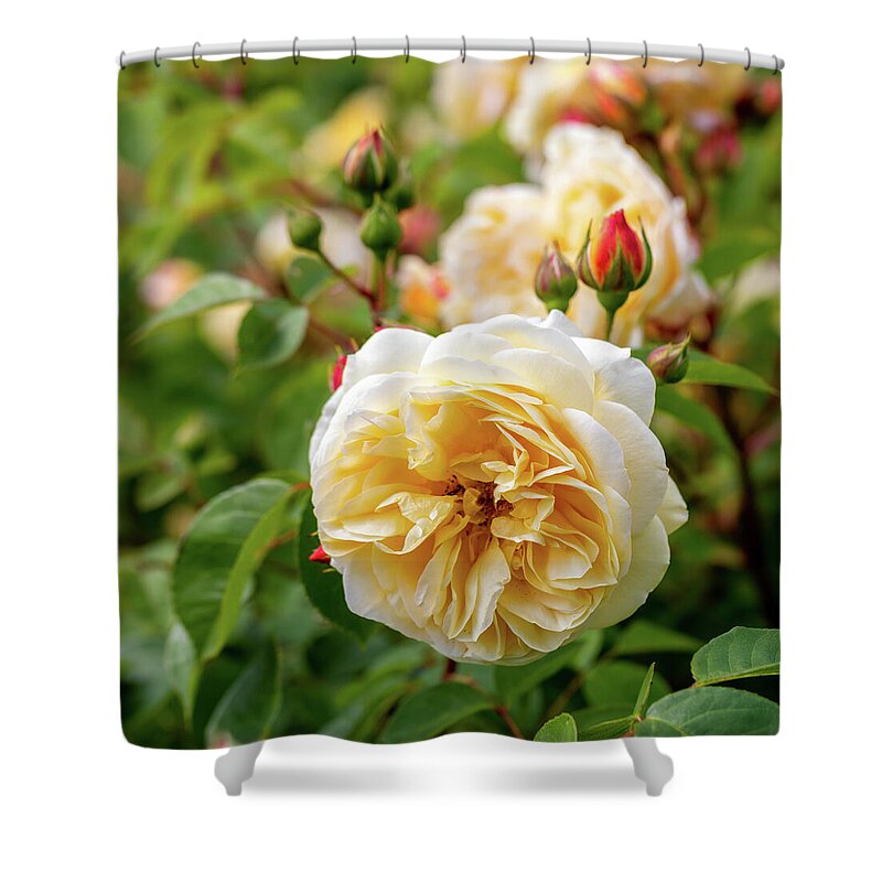 Summer Rose Shower Curtain featuring the photograph Summer Roses 3 by Tanya C Smith