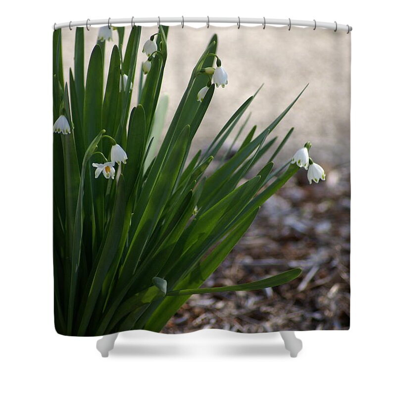  Shower Curtain featuring the photograph Summer Snowflake by Heather E Harman