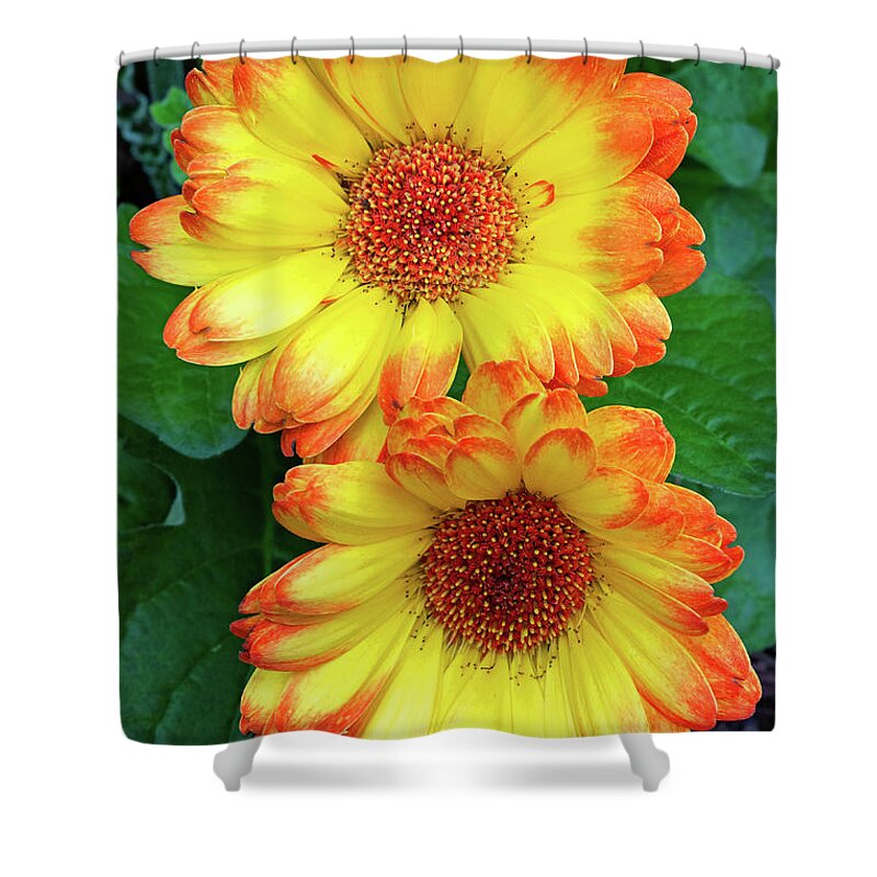 Gerbera Shower Curtain featuring the photograph Summer Sun by Gina Fitzhugh