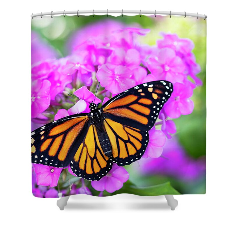 Butterfly Shower Curtain featuring the photograph Summer Visitor by Patty Colabuono