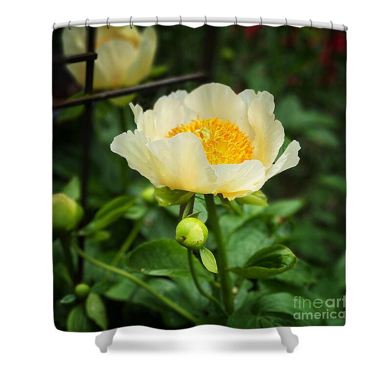 Sun And Moon Peony Shower Curtain featuring the photograph Sun and Moon Peony by Jeanette French