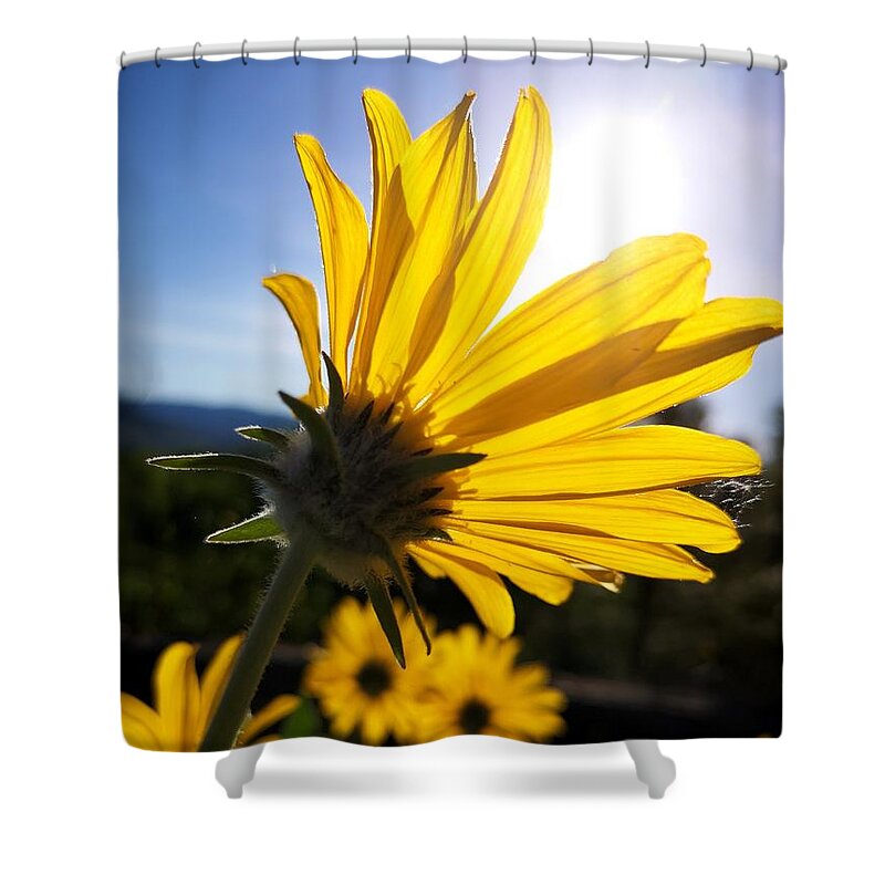 Balsam Root Shower Curtain featuring the photograph Sun Gazing by Linda McRae