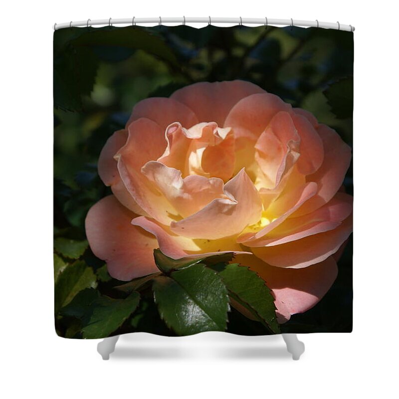  Shower Curtain featuring the photograph Sun-kissed Rose by Heather E Harman