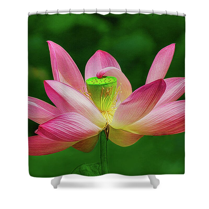 Lotus Flower Shower Curtain featuring the photograph Sun Lotus Flower by Kevin Lane