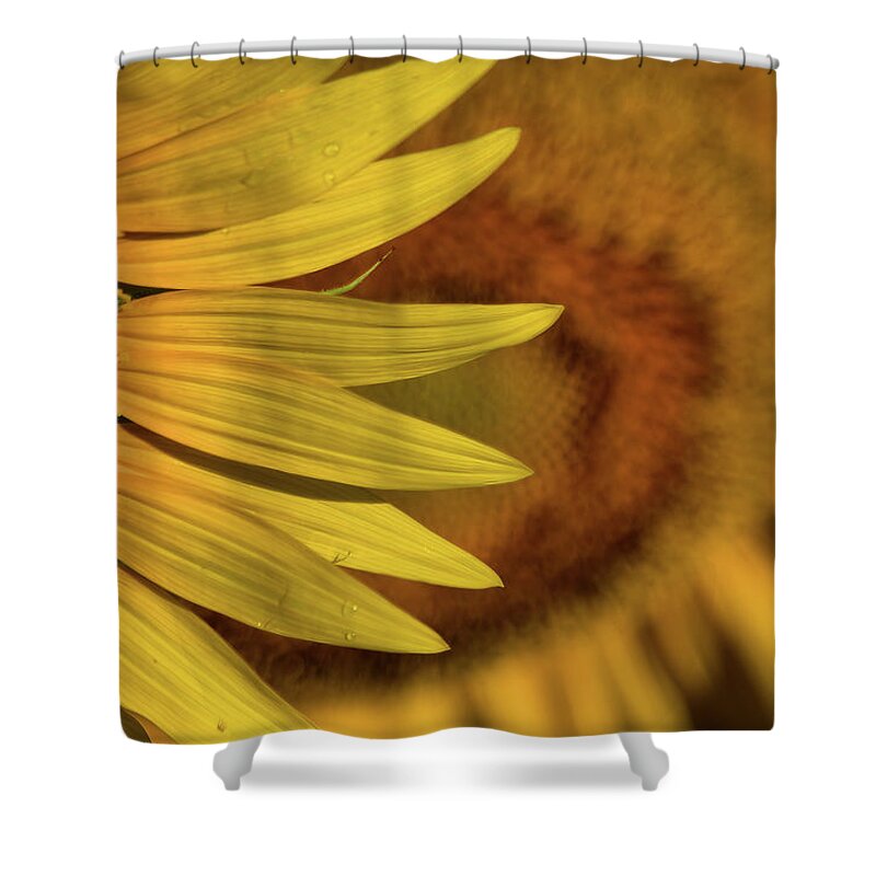 Plants Shower Curtain featuring the photograph Sun-sational by Buddy Scott