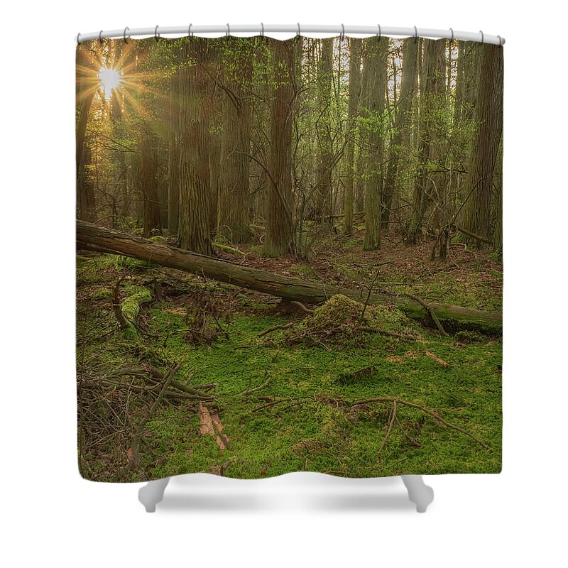 New Jersey Shower Curtain featuring the photograph Sunburst Through The Cedars by Kristia Adams