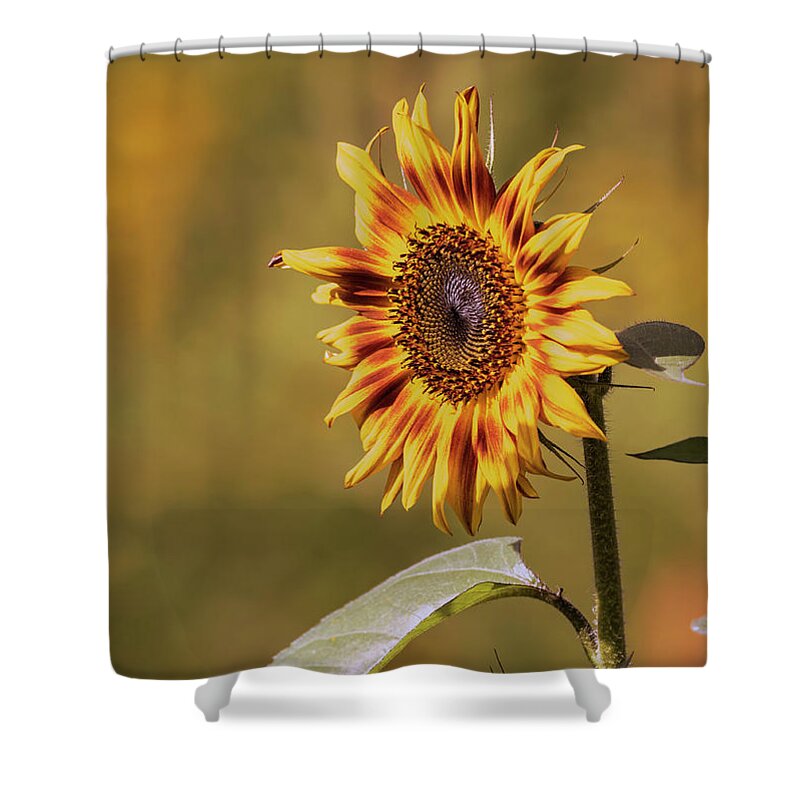 Sunflower Shower Curtain featuring the photograph Sunflower 2019-1 by Thomas Young
