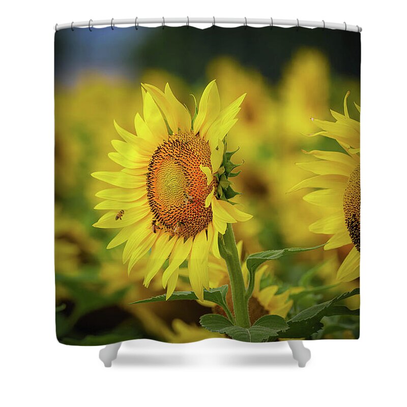 Sunflowers Shower Curtain featuring the photograph Sunflower and Bees by Pam Rendall