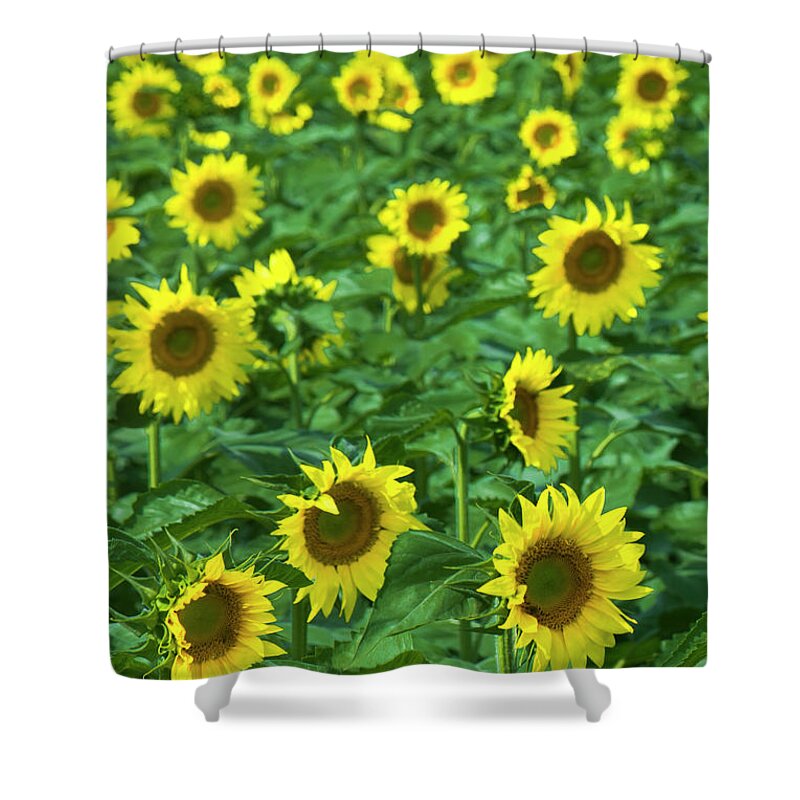 Sunflower Bloom Shower Curtain featuring the photograph Sunflower Bloom by Leonardo Dale