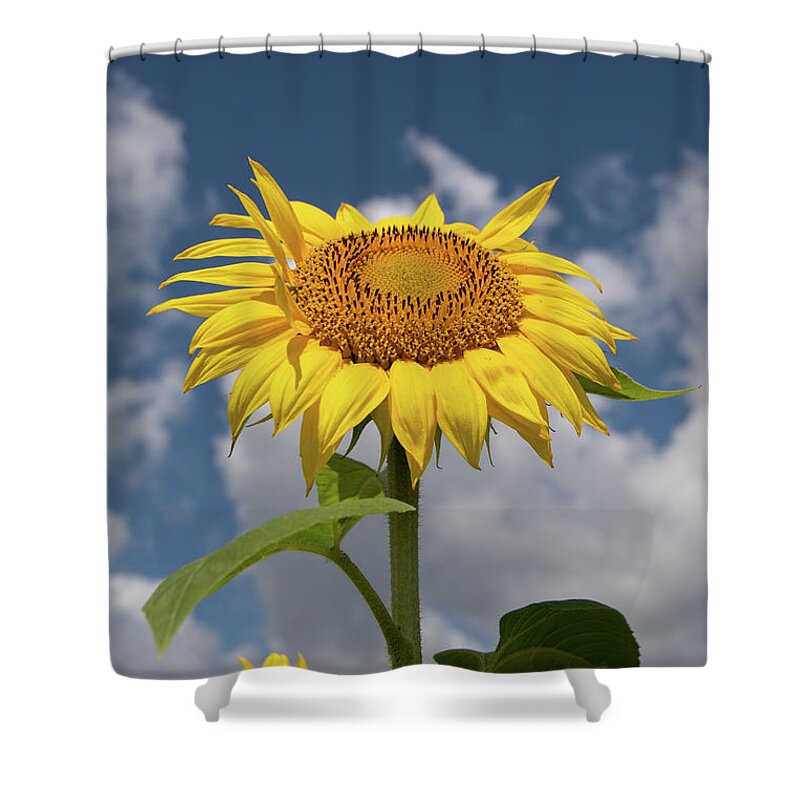 Sunflower Shower Curtain featuring the photograph Sunflower by Carolyn Hutchins