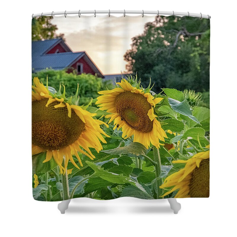 Sunflowers Shower Curtain featuring the photograph Sunflower Farm by Mary Courtney
