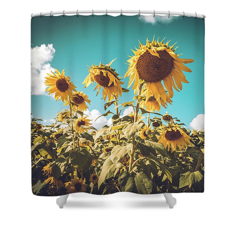 Sunflower Shower Curtain featuring the photograph Sunflower Field in Fall by Ada Weyland