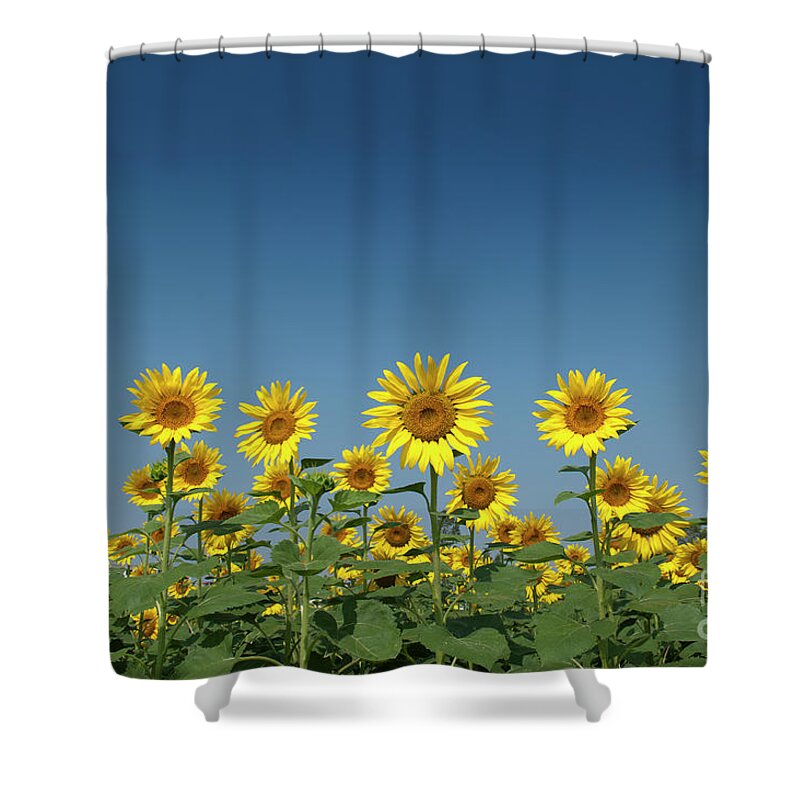 Sunflower Shower Curtain featuring the photograph Sunflower Field in India by Tim Gainey