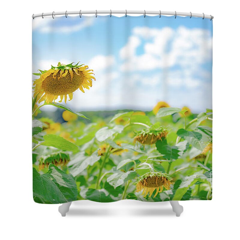 Sunflowers Shower Curtain featuring the photograph Sunflower Field of Dreams by JCV Freelance Photography LLC