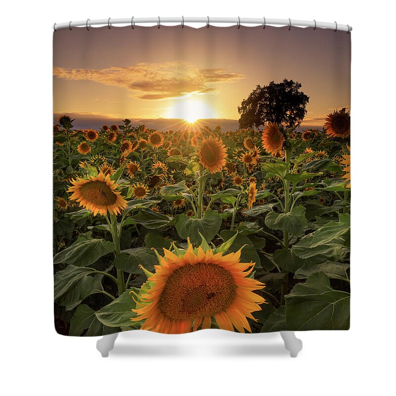 Landscape Shower Curtain featuring the photograph Sunflower Fields by Erick Castellon