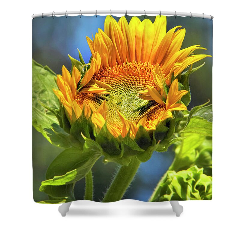 Sunflower Shower Curtain featuring the photograph Sunflower Glory by Christina Rollo