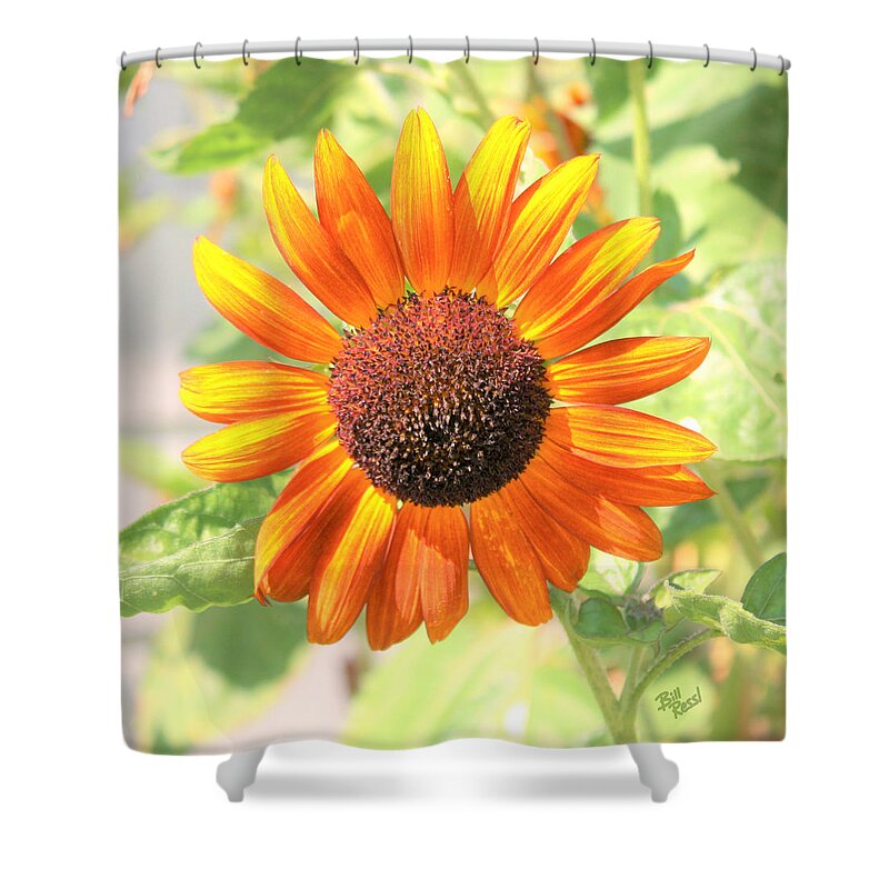 Sunflower Shower Curtain featuring the photograph Sunflower - New Harmony Indiana - Moments Collection by Bill Ressl