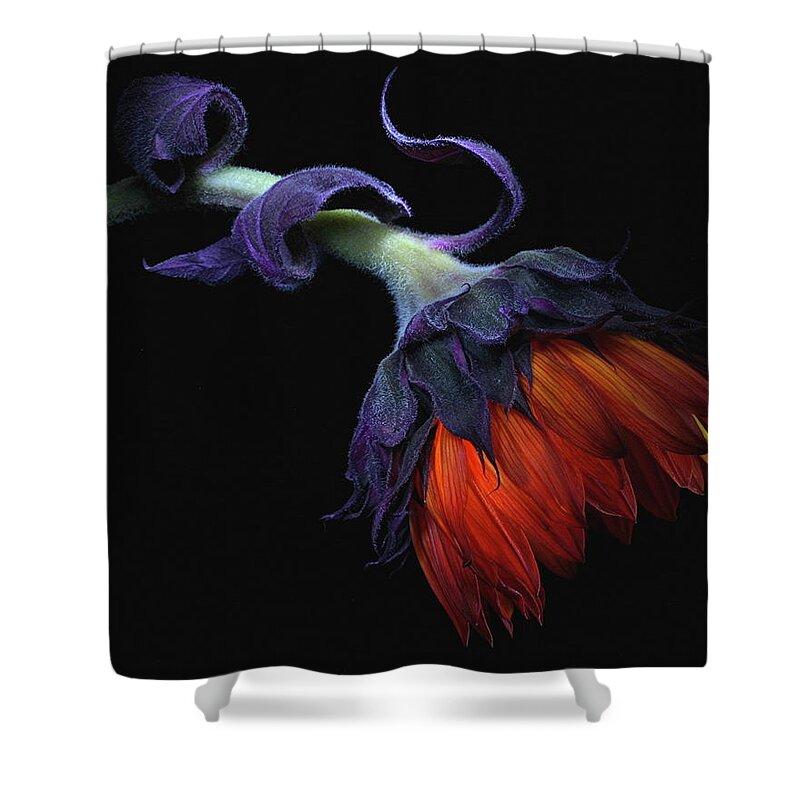 Macro Shower Curtain featuring the photograph Sunflower Orange by Julie Powell