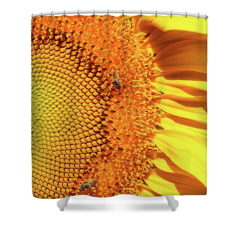 Right Side Shower Curtain featuring the photograph Sunflower Right by Carol Groenen
