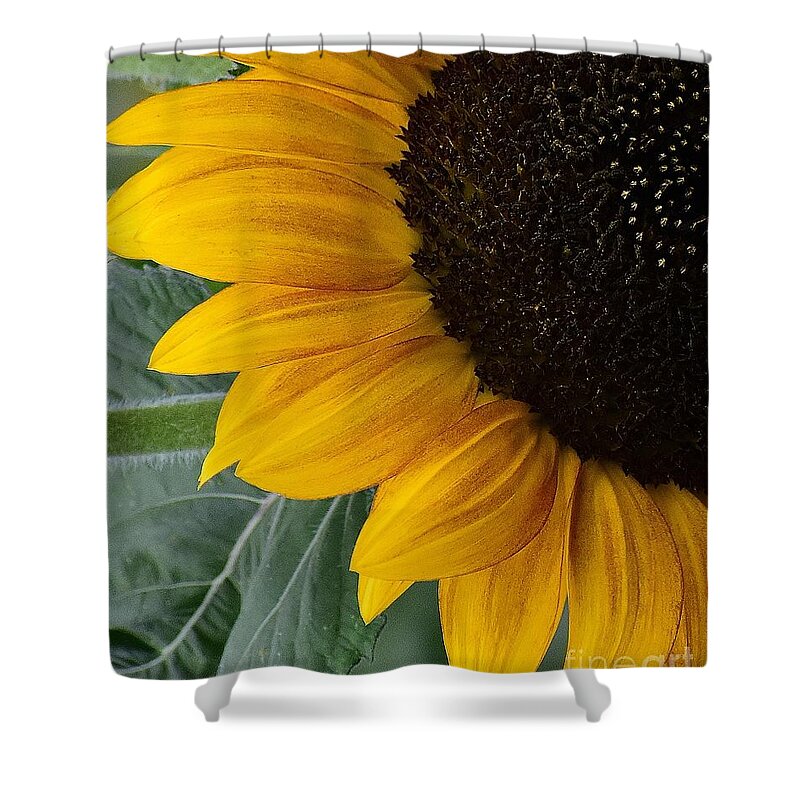 Flowers Shower Curtain featuring the photograph Sunflower Sensations by Jimmy Chuck Smith