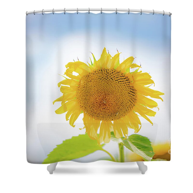 Sunflowers Shower Curtain featuring the photograph Sunflower Sky by JCV Freelance Photography LLC