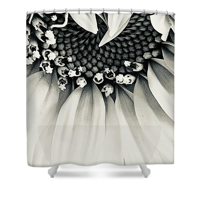 Sunflower Seed Black White B&w Shower Curtain featuring the photograph Sunflower Surprise by Eileen Gayle