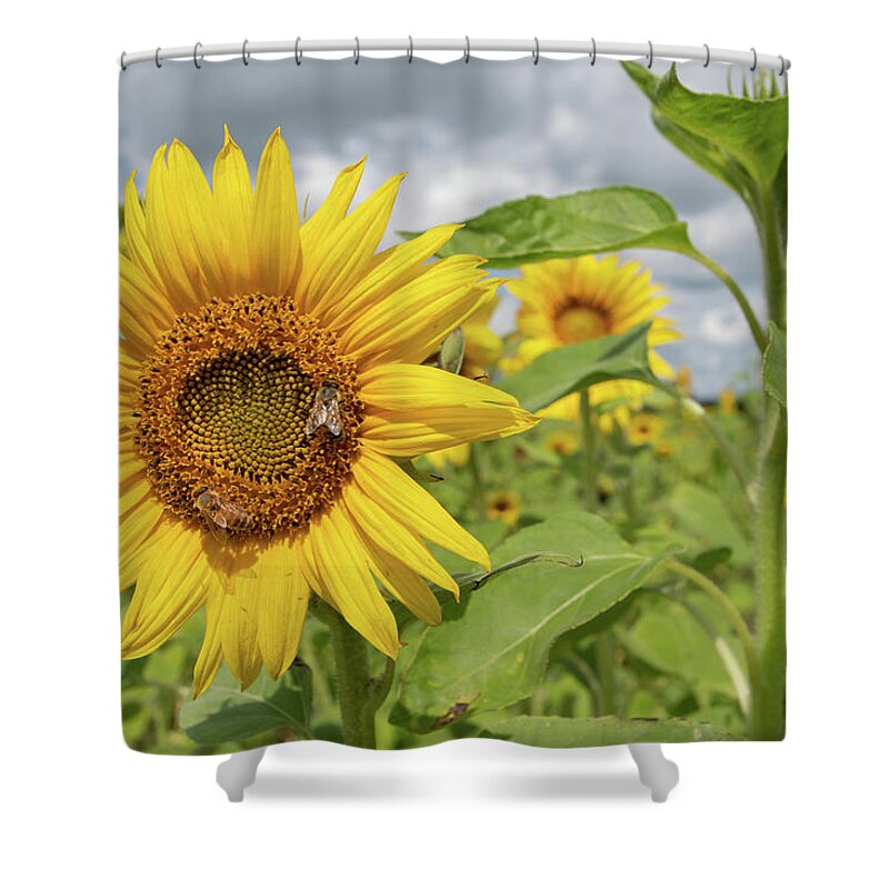 Sunflower Shower Curtain featuring the photograph Sunflower with Honeybee by Carolyn Hutchins