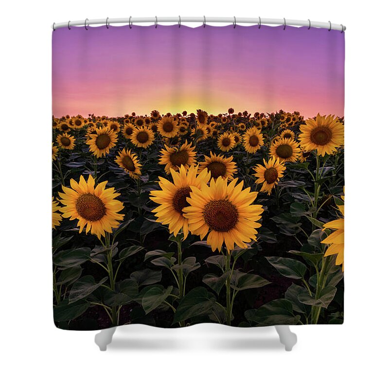 Sunflowers Shower Curtain featuring the photograph Sunflowers by Alexios Ntounas