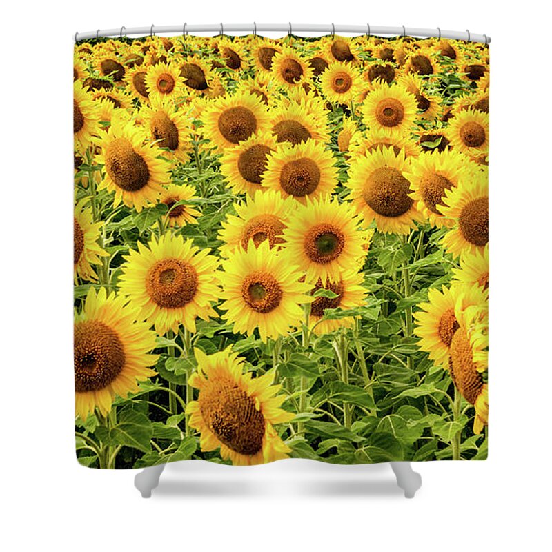 Sunflowers Shower Curtain featuring the photograph Sunflowers As Far As The Eye Can See by Marcy Wielfaert