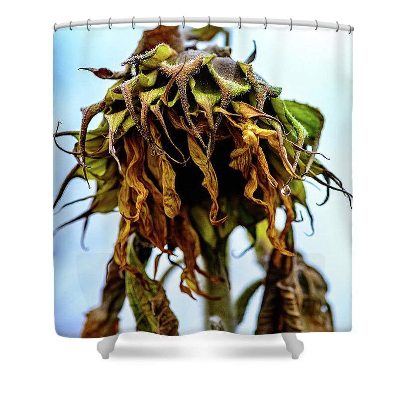 Johnsons Farm Shower Curtain featuring the photograph Sunflowers Last Days by Louis Dallara