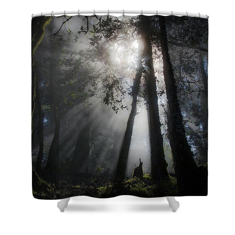 Sunlight Shower Curtain featuring the photograph Sunlight in the forest by Donald Kinney