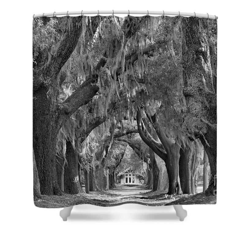 Avenue Of The Oaks Shower Curtain featuring the photograph Sunlight Through The St. Simons Oaks Black And White by Adam Jewell