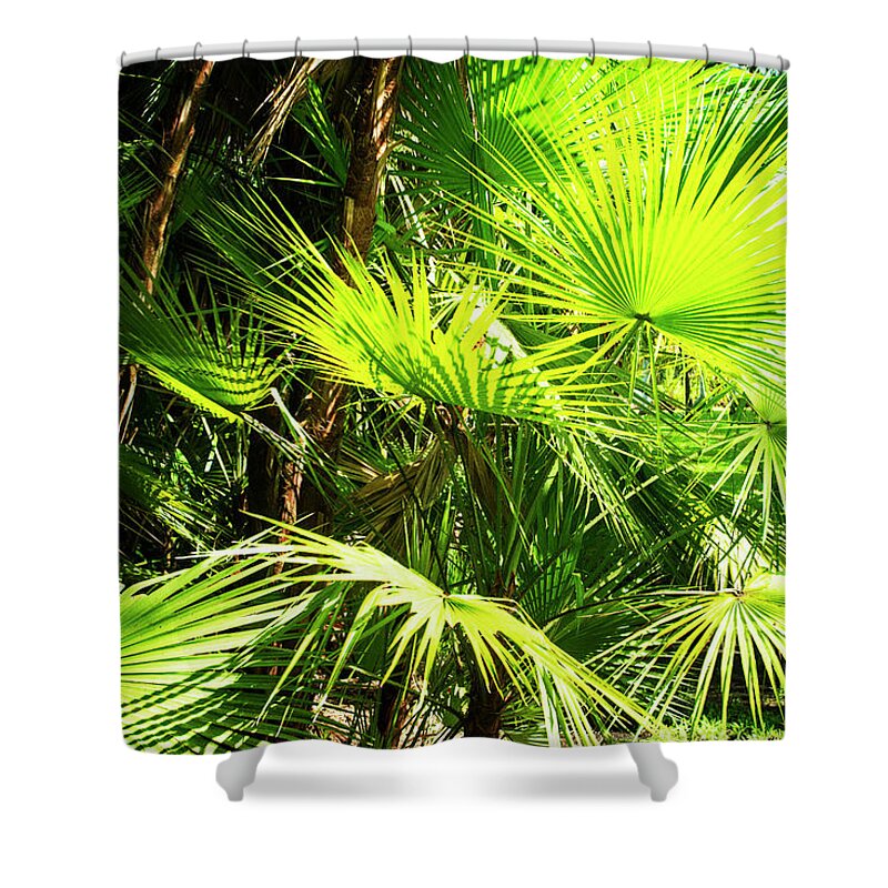 Color Shower Curtain featuring the photograph Sunlit Palms -1 by Alan Hausenflock
