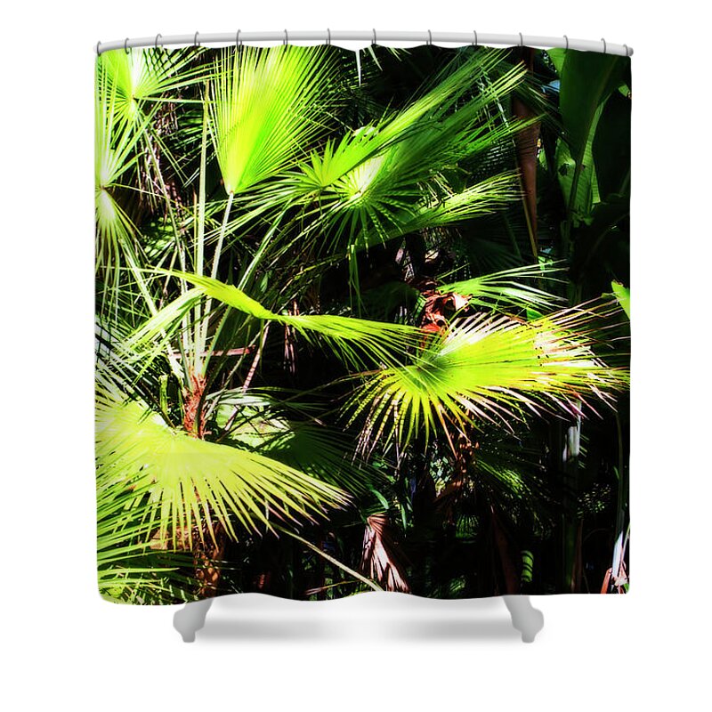 Color Shower Curtain featuring the photograph Sunlit Palms -2 by Alan Hausenflock